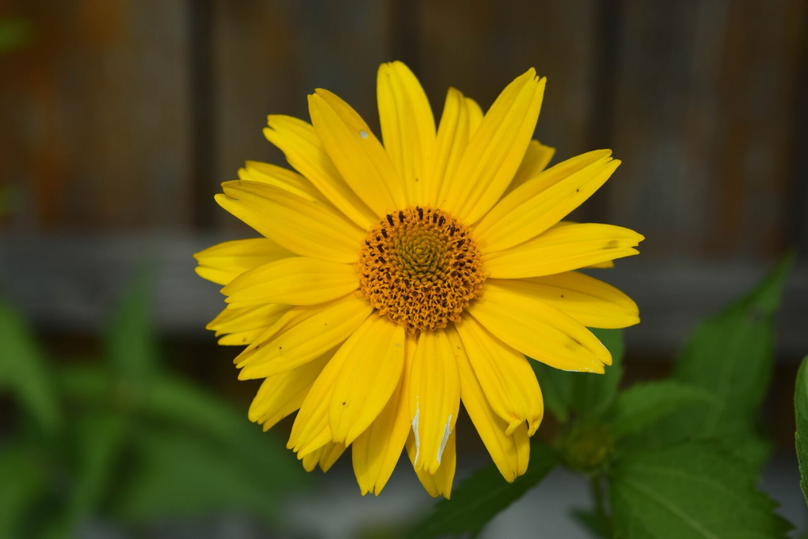 Nikon D3300 sample photo. Flowers, plant, nature photography