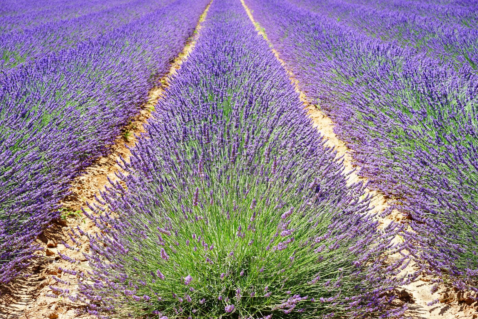 Sony a7 + Sony Sonnar T* FE 55mm F1.8 ZA sample photo. Lavender, lavender field, lavender photography