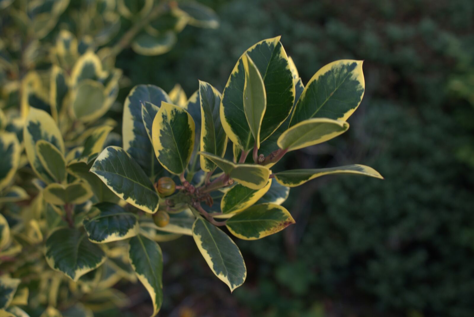 Sony Alpha DSLR-A200 sample photo. Berries, foliage, leaves photography