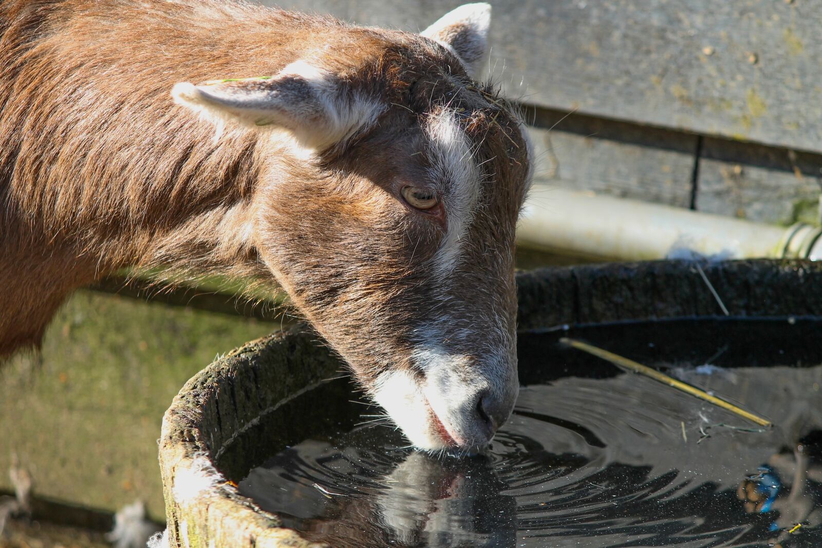 Canon EOS 1100D (EOS Rebel T3 / EOS Kiss X50) sample photo. Goat, drink, water photography