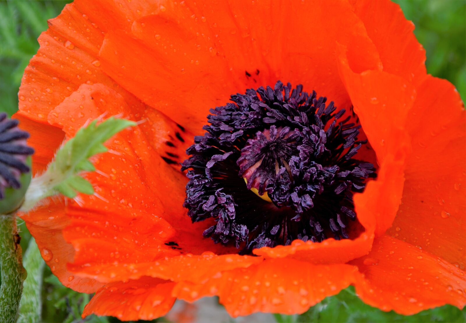 Nikon D5100 sample photo. Poppy, flower, field photography