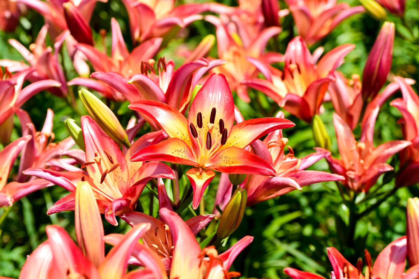 Nikon Df sample photo. Natural, landscape, plant photography