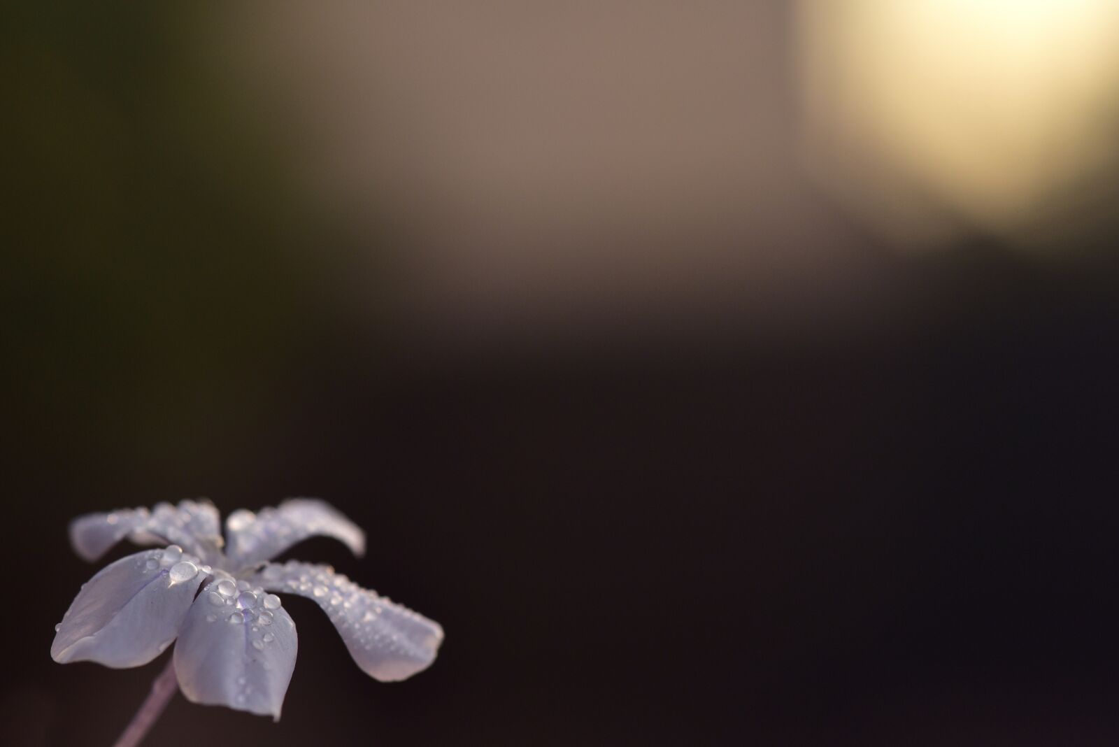 Nikon D750 sample photo. Auriculata, plumbago auriculata, cape photography