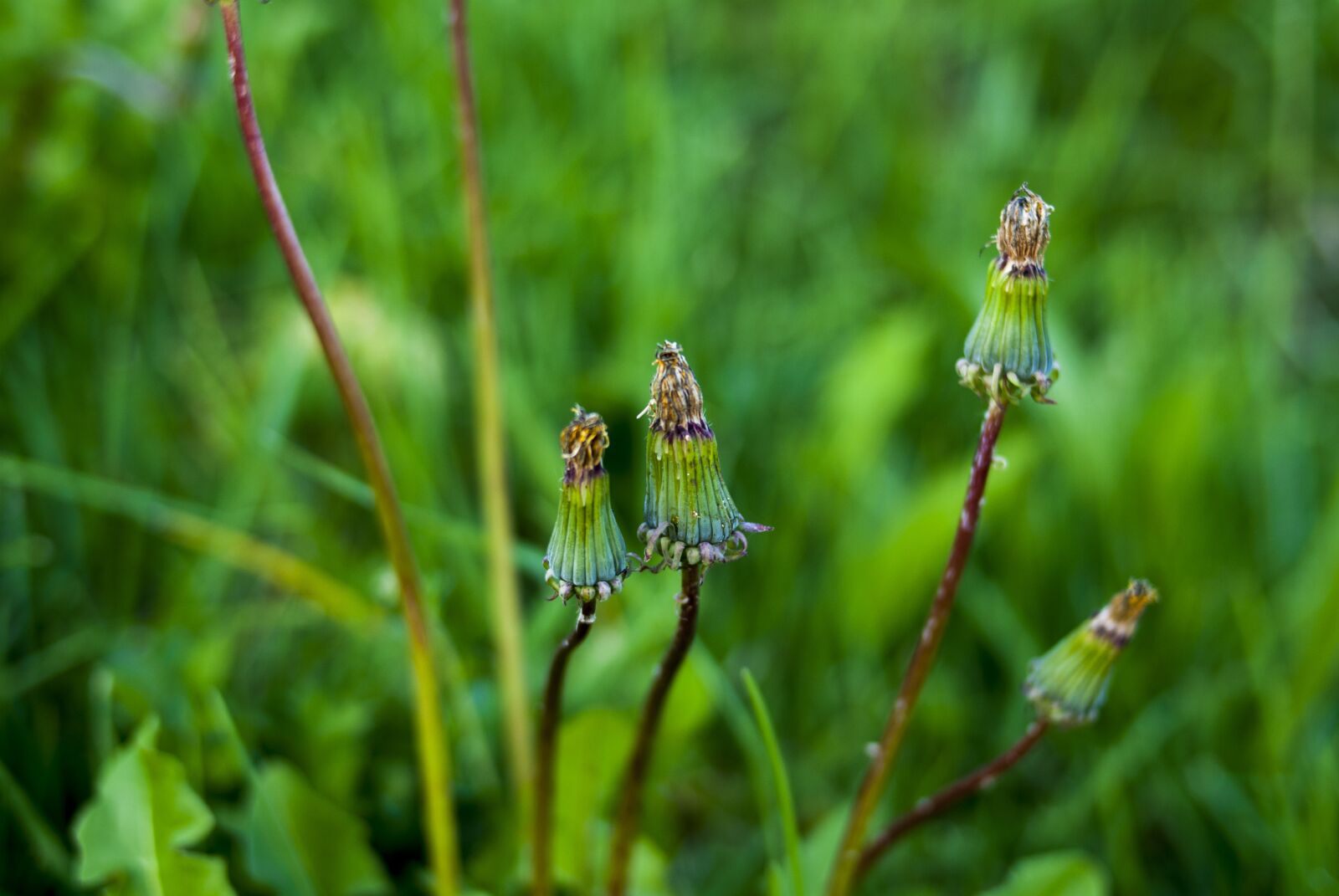 Nikon D60 sample photo. Petals, nature, lawn photography