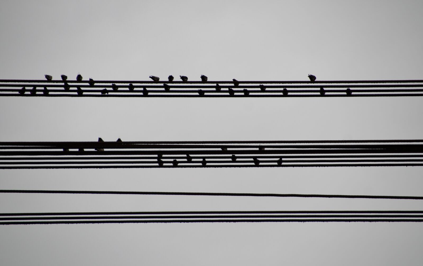 Sony SLT-A58 sample photo. Birds, wires, sitting photography
