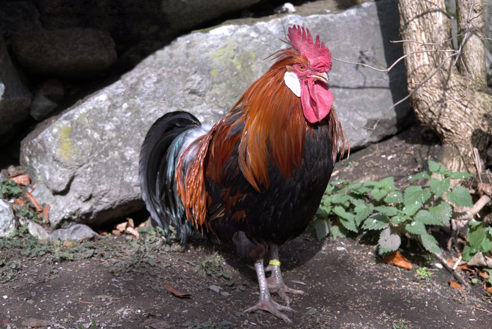 Fujifilm X-T2 + Fujifilm XF 35mm F2 R WR sample photo. Hahn, farm, poultry photography