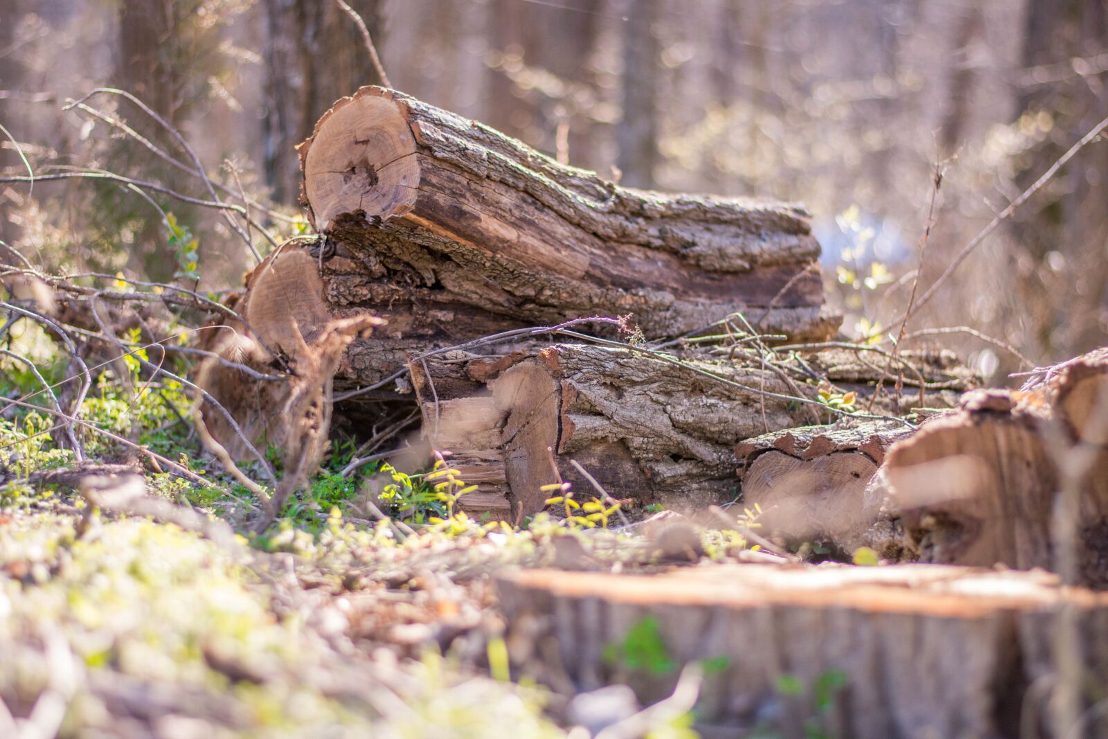 Nikon D7200 sample photo. Woods, logs, forest photography