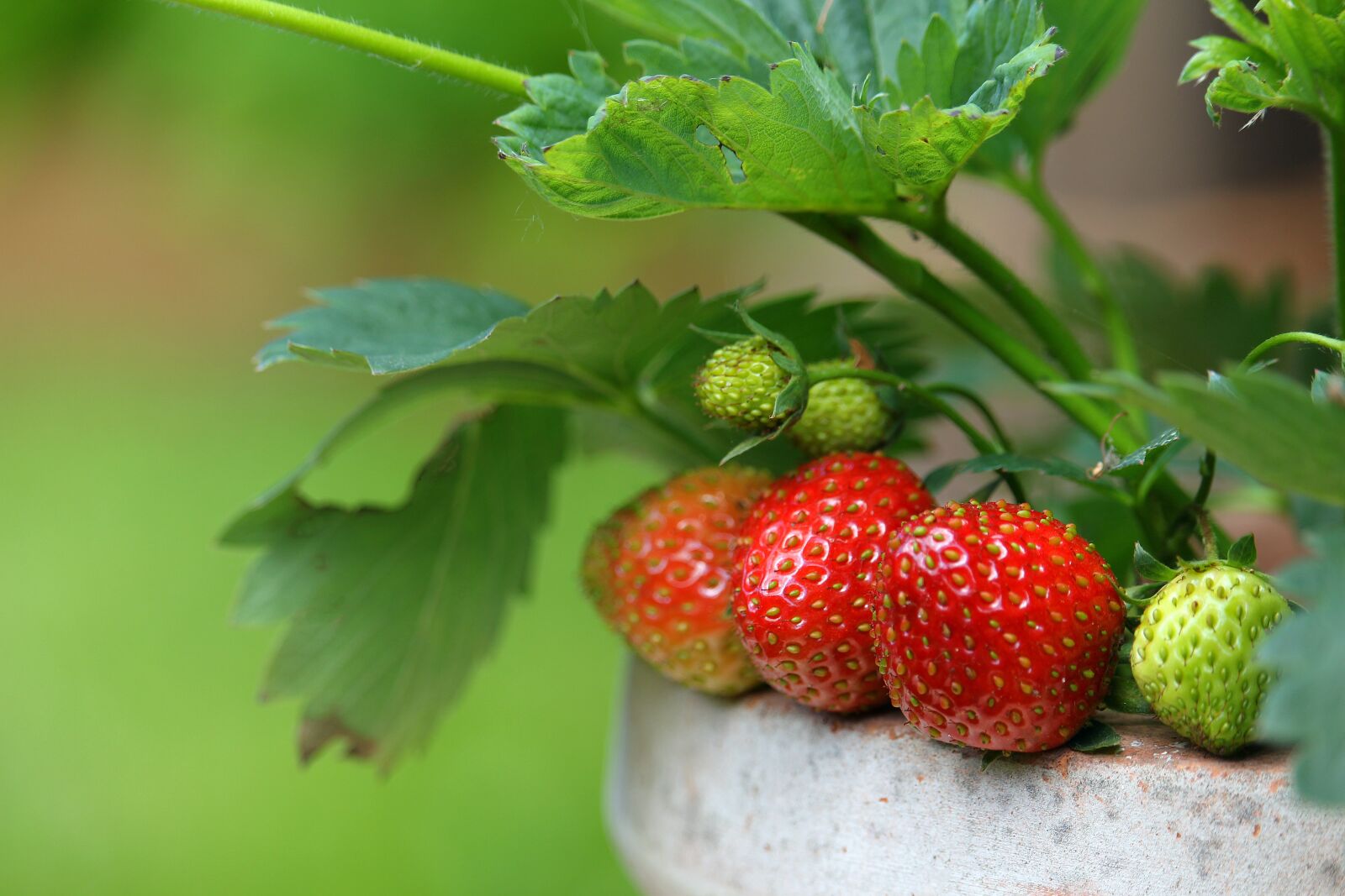Canon EF-S 55-250mm F4-5.6 IS STM sample photo. Strawberries, garden, fruit photography