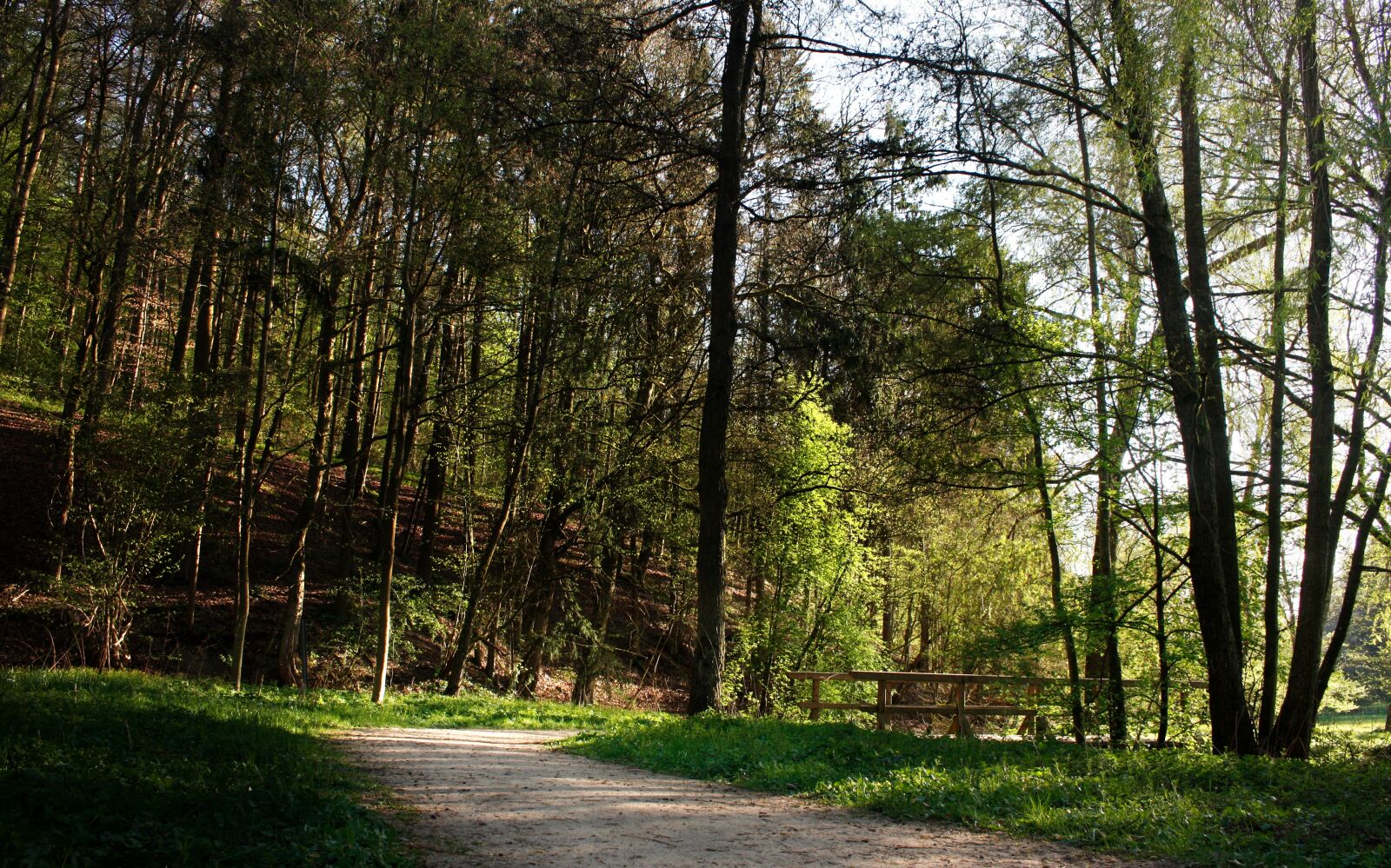 Canon EOS 450D (EOS Rebel XSi / EOS Kiss X2) sample photo. Forest, away, nature photography