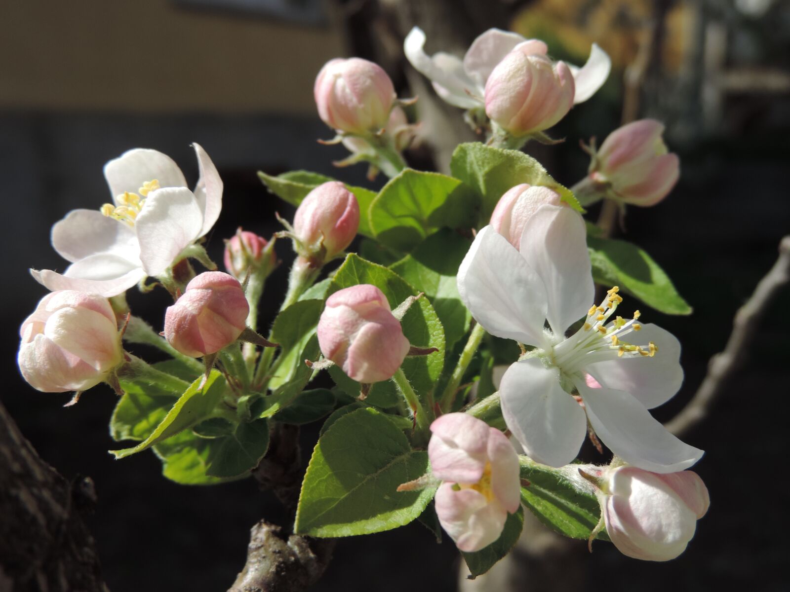 Nikon Coolpix P520 sample photo. Flower, flora, petal photography
