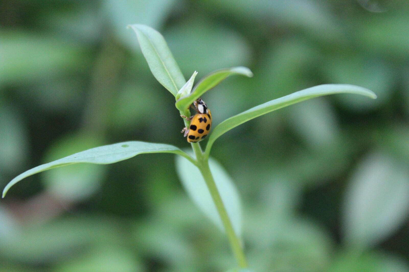 Canon EOS 1300D (EOS Rebel T6 / EOS Kiss X80) sample photo. Beetle, ladybug, insect photography