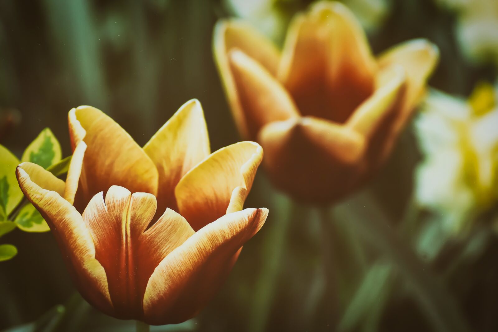 Nikon D7200 sample photo. Tulips, flowers, colorful photography