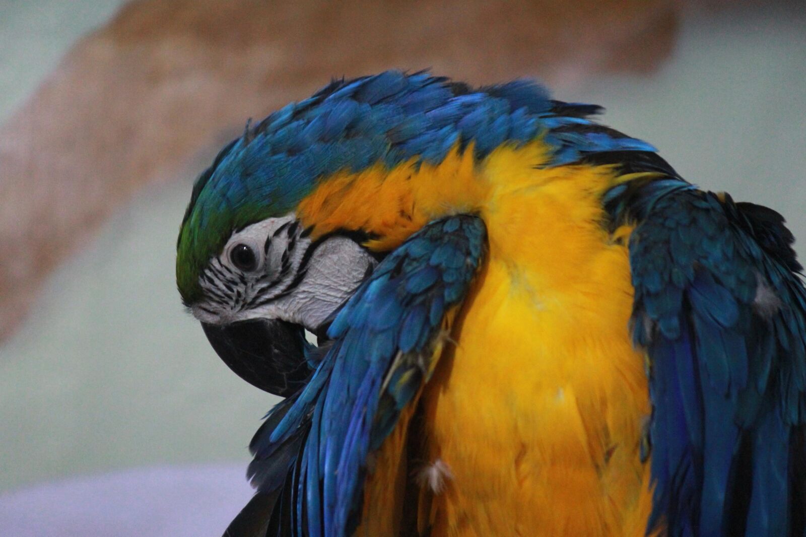 Canon EOS 600D (Rebel EOS T3i / EOS Kiss X5) sample photo. Blue, yellow, macaw, parrot photography