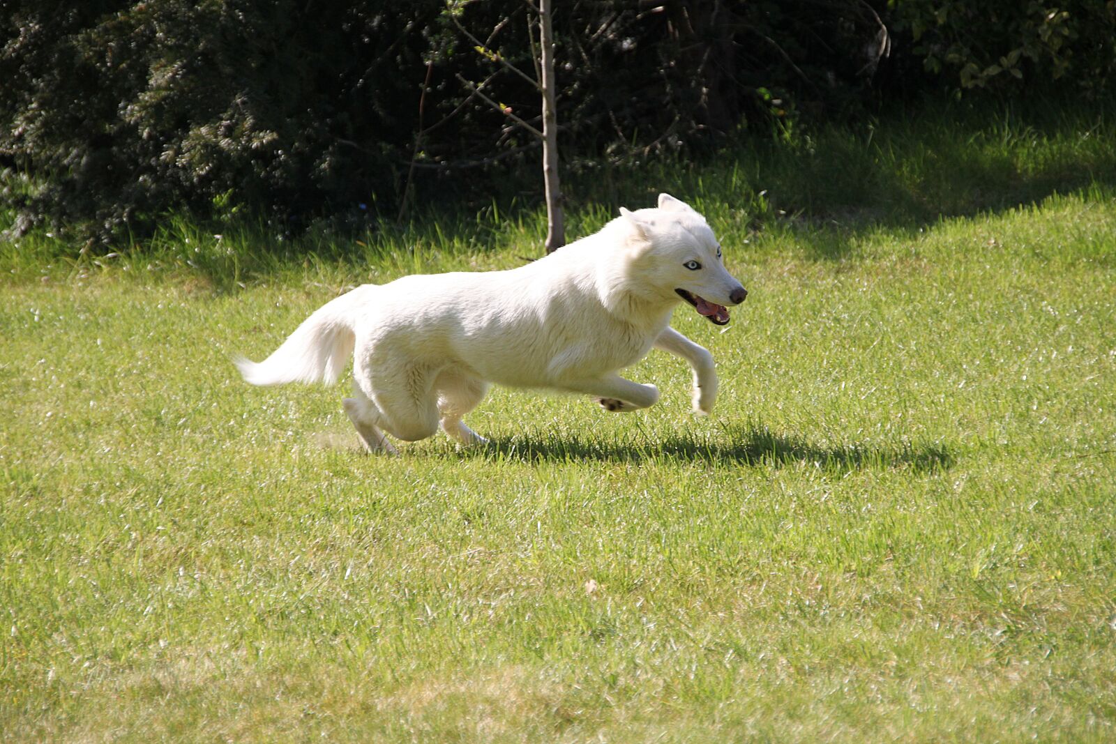 Canon EOS 500D (EOS Rebel T1i / EOS Kiss X3) sample photo. Husky, dog, animal photography