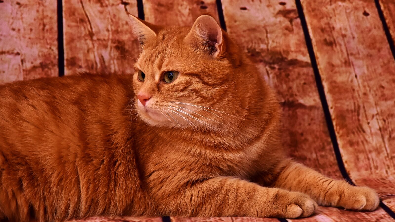 Nikon D7200 sample photo. Cat, red, mackerel photography