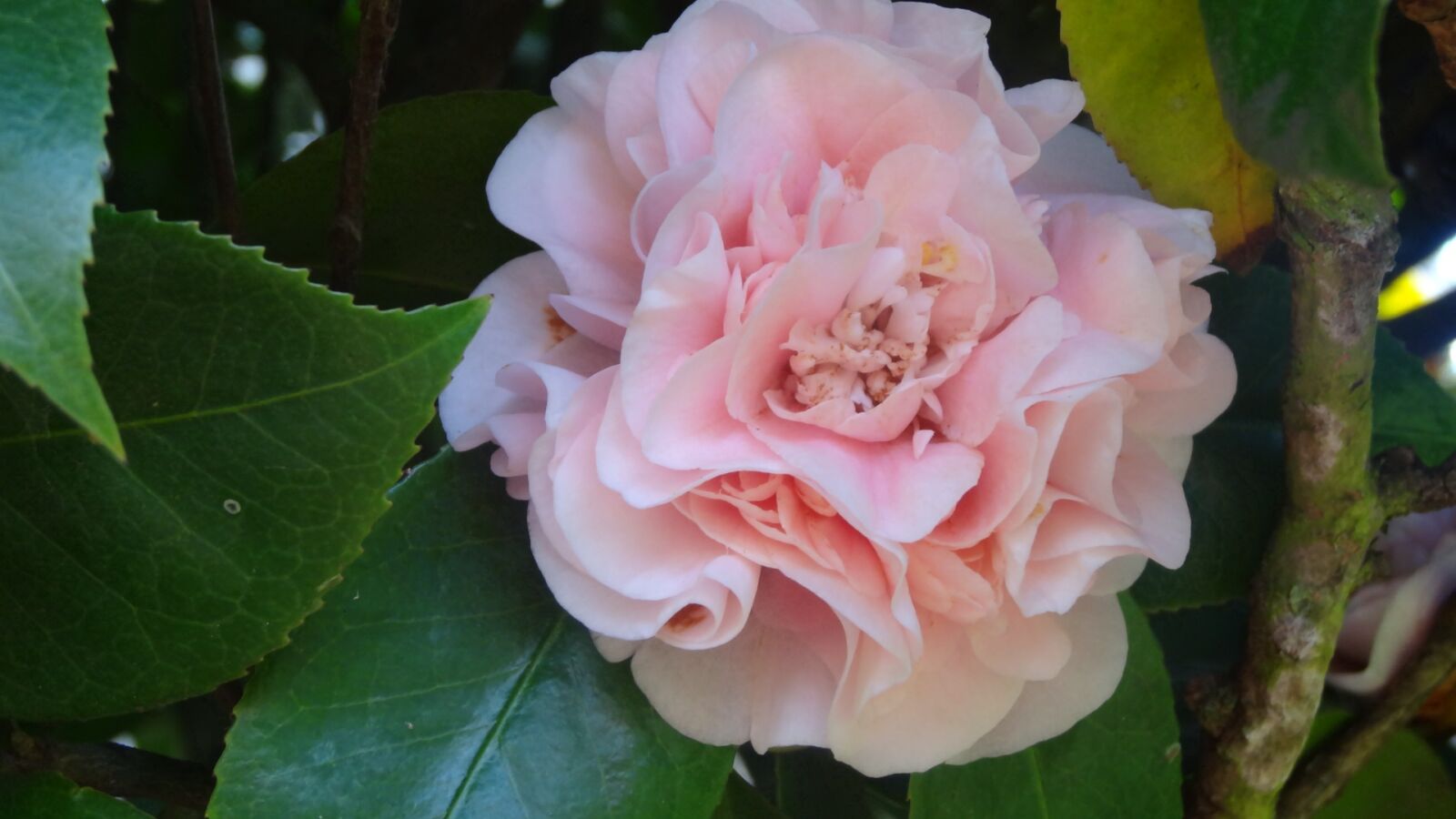Sony Cyber-shot DSC-HX20V sample photo. Flower, nature, flora photography