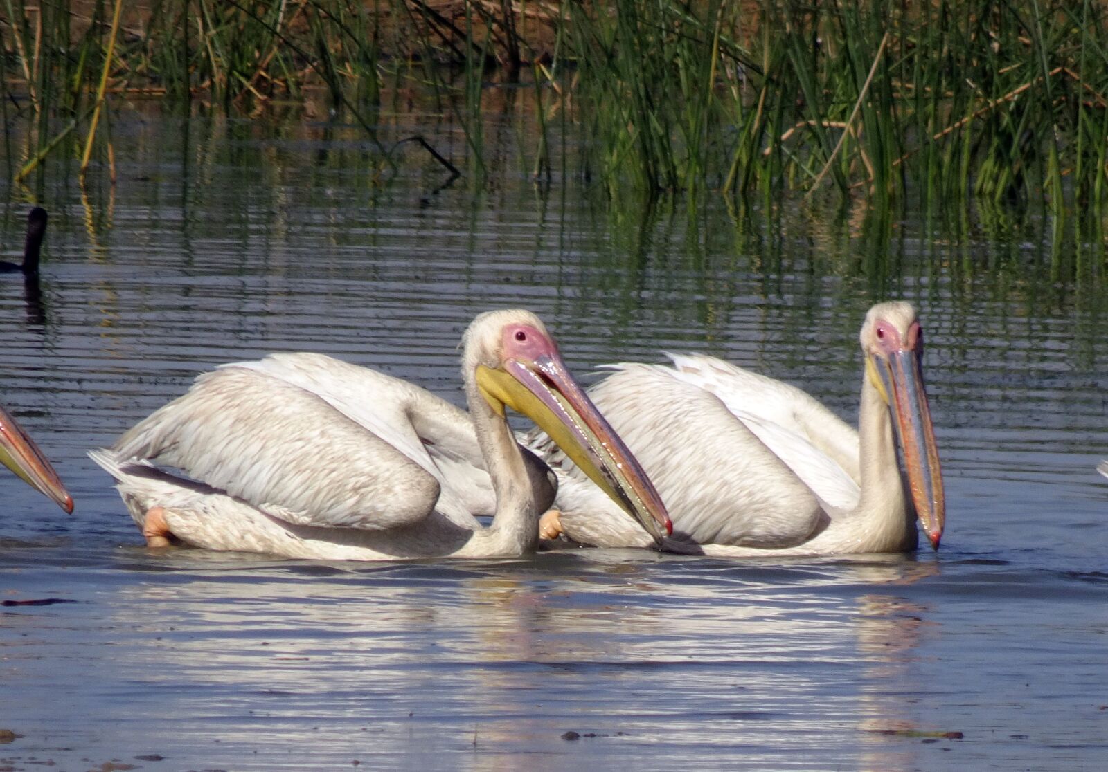 Sony Cyber-shot DSC-HX90V sample photo. Bird, great white pelican photography