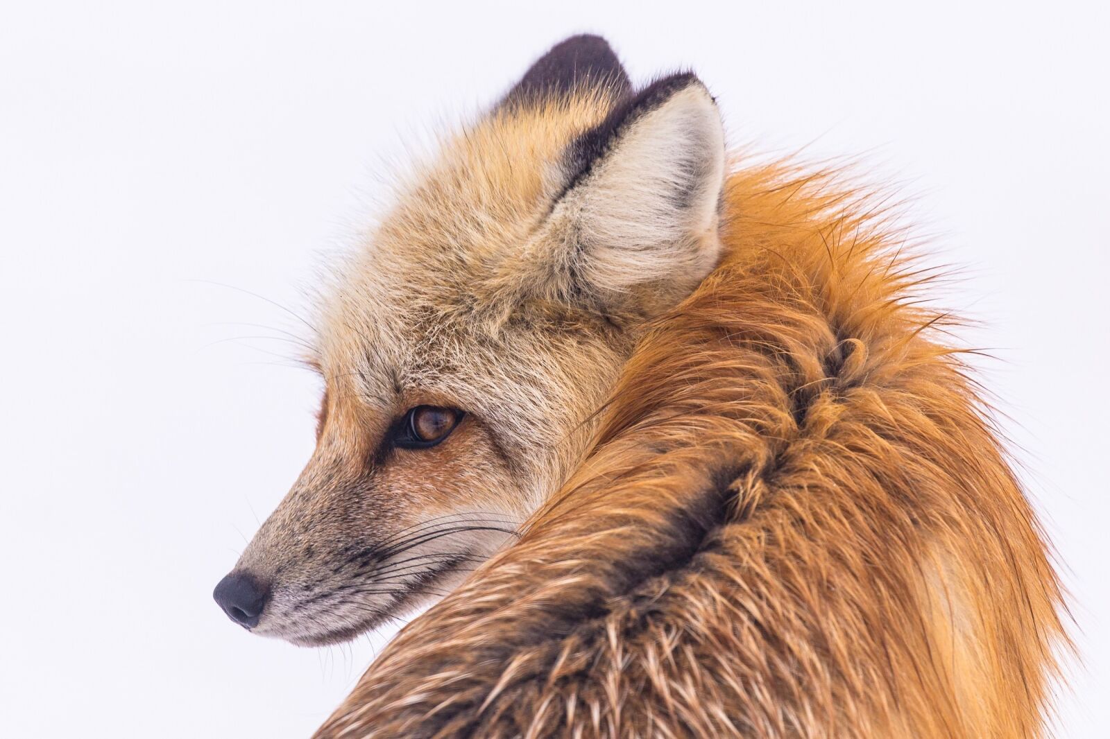 Canon EOS 6D + Canon EF 100-400mm F4.5-5.6L IS II USM sample photo. Red fox, wildlife, portrait photography