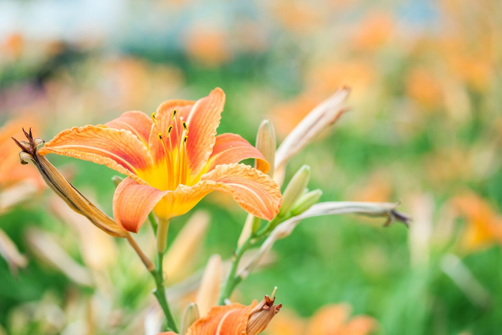 Canon EOS 500D (EOS Rebel T1i / EOS Kiss X3) sample photo. Lily, flowers, flower photography