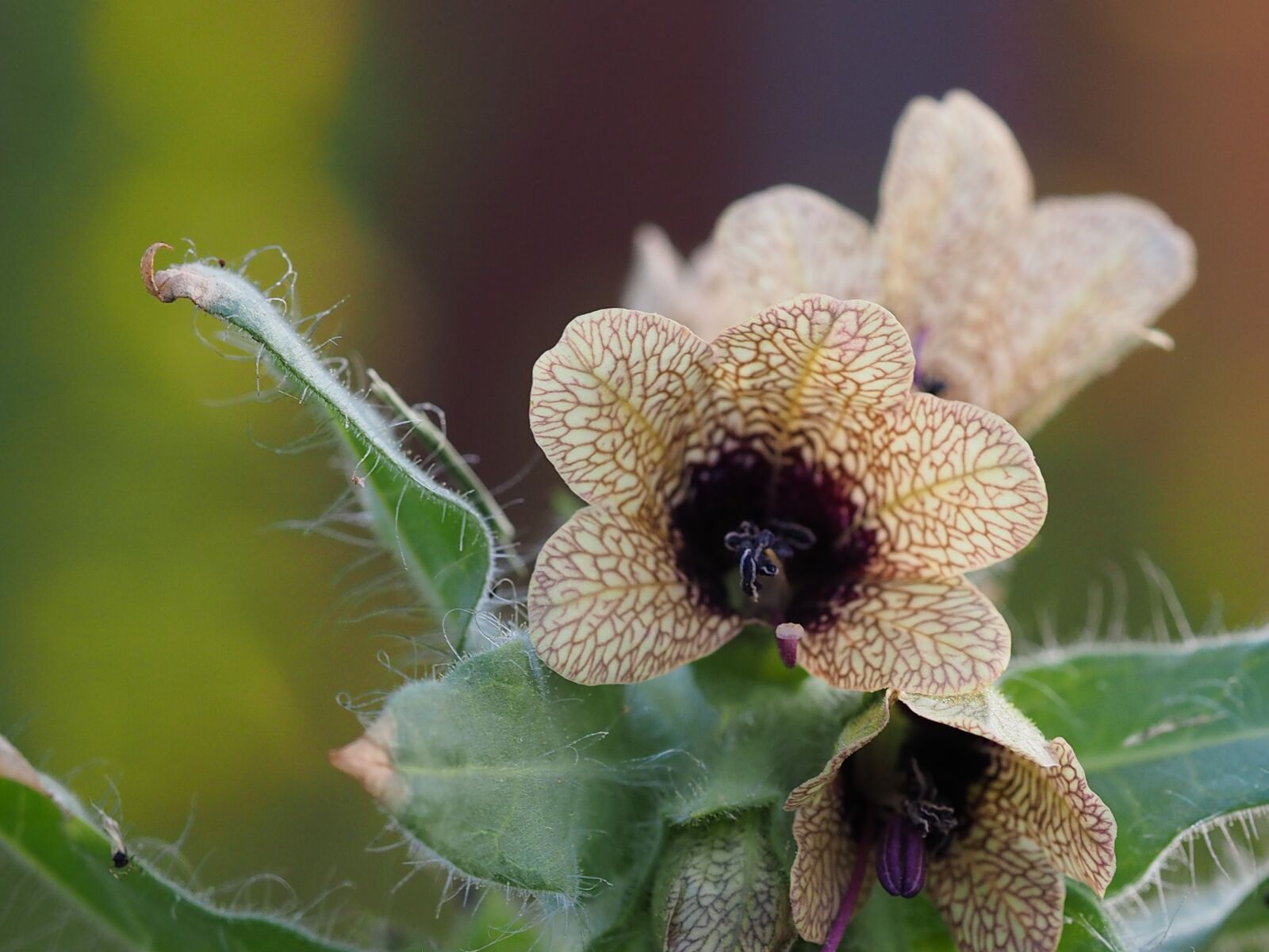 Olympus M.Zuiko Digital ED 60mm F2.8 Macro sample photo. Henbane, weed, flower photography