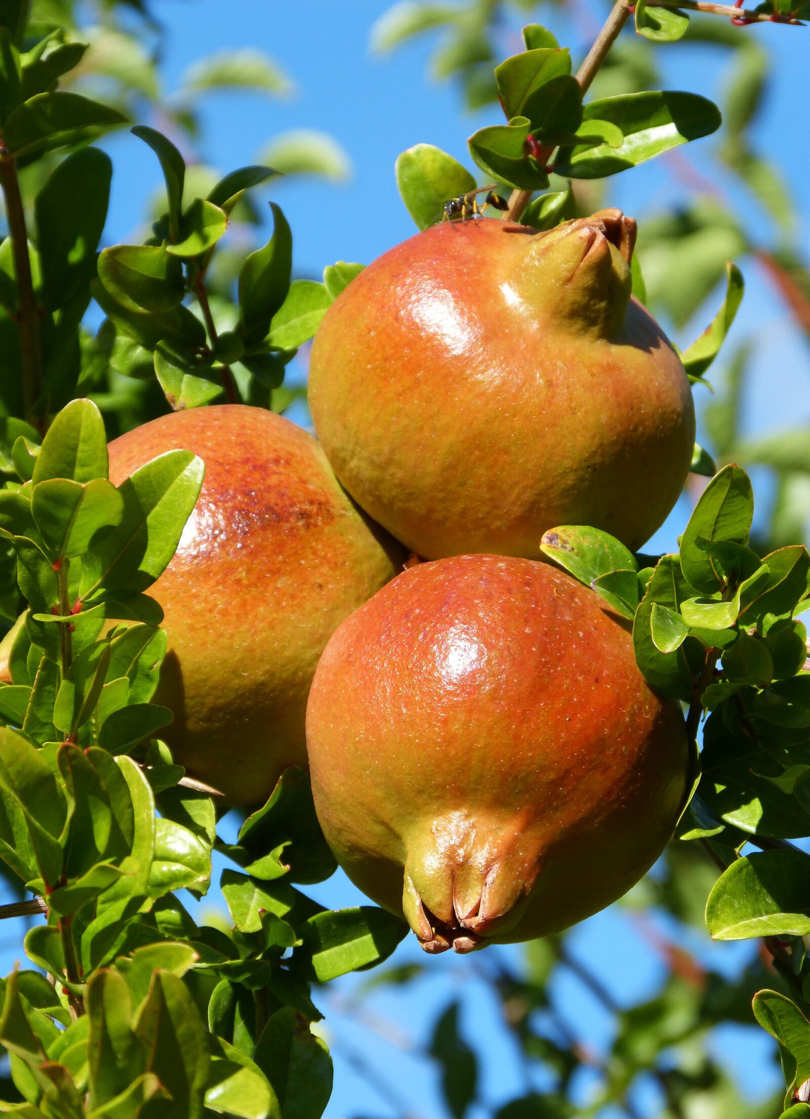 Panasonic DMC-FZ62 sample photo. Granada, granado, fruit photography