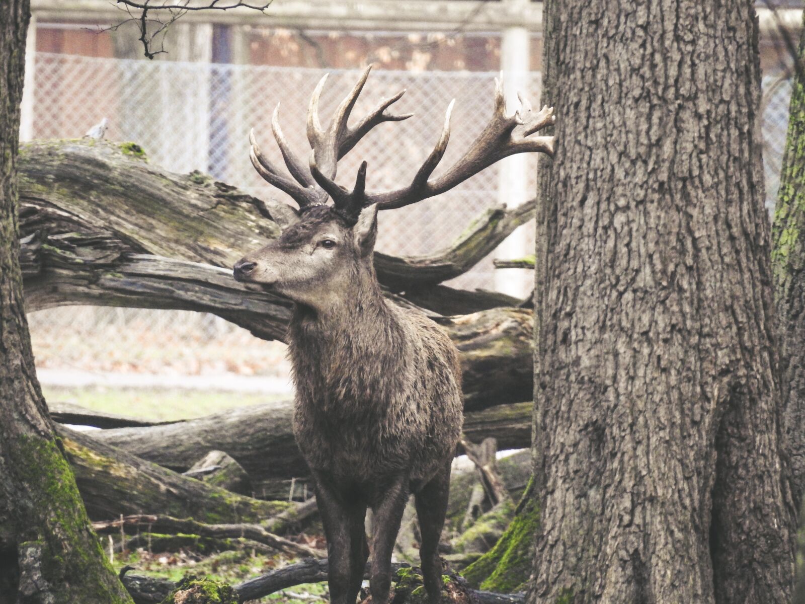 Nikon Coolpix P900 sample photo. Deer, nature, animal photography