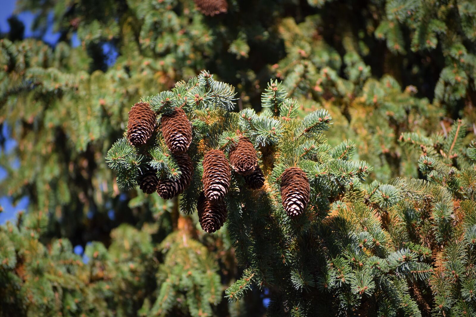 Nikon D3300 sample photo. Picea abies, european spruce photography