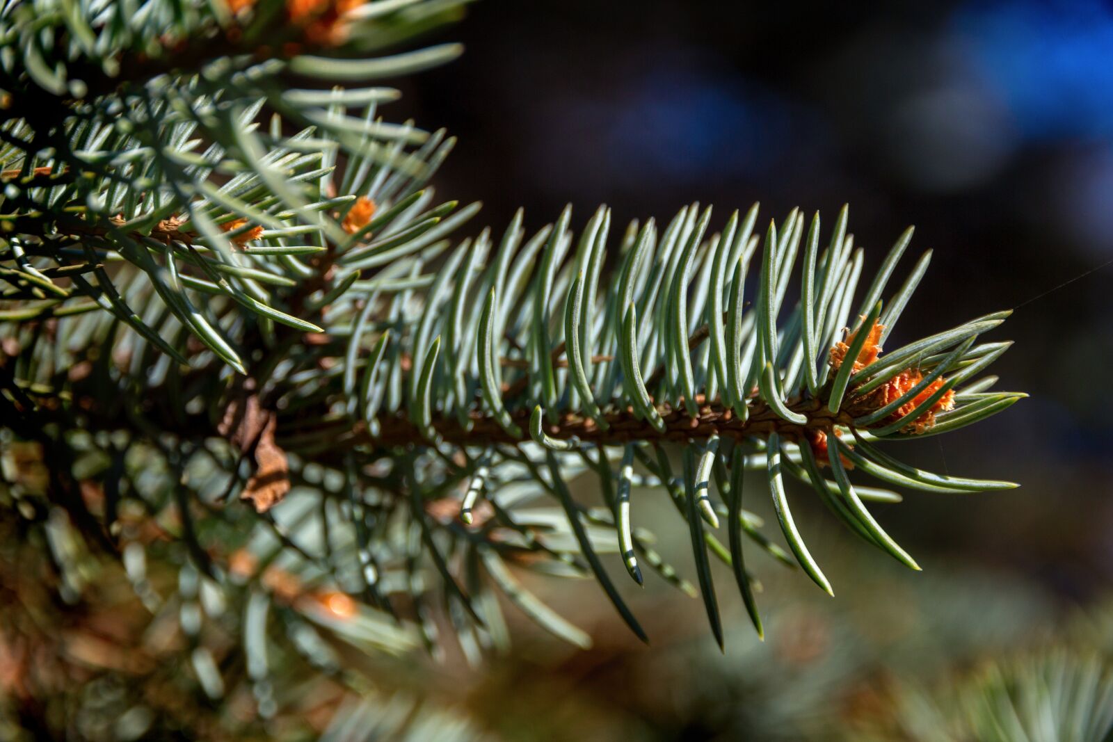 Canon EOS 650D (EOS Rebel T4i / EOS Kiss X6i) sample photo. Spruce, needles, forest photography