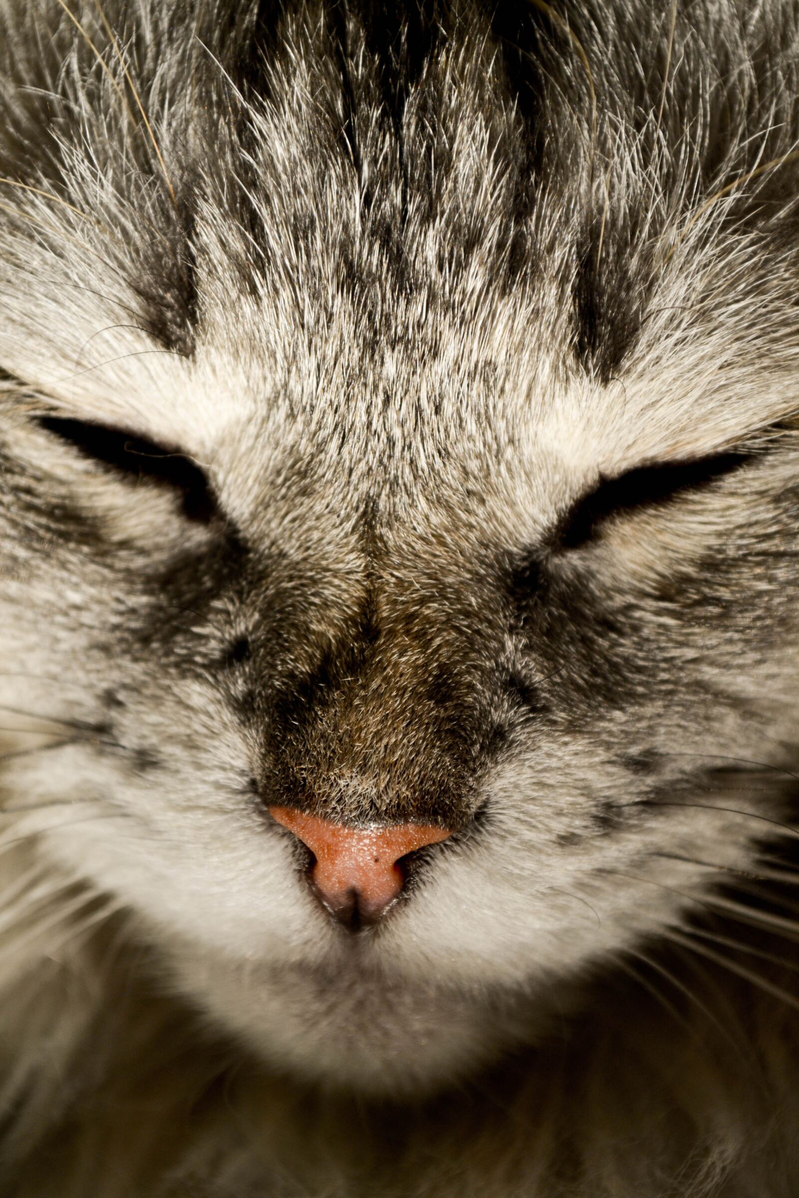 Nikon D3100 sample photo. Cat, cat nose, katzenschnautze photography
