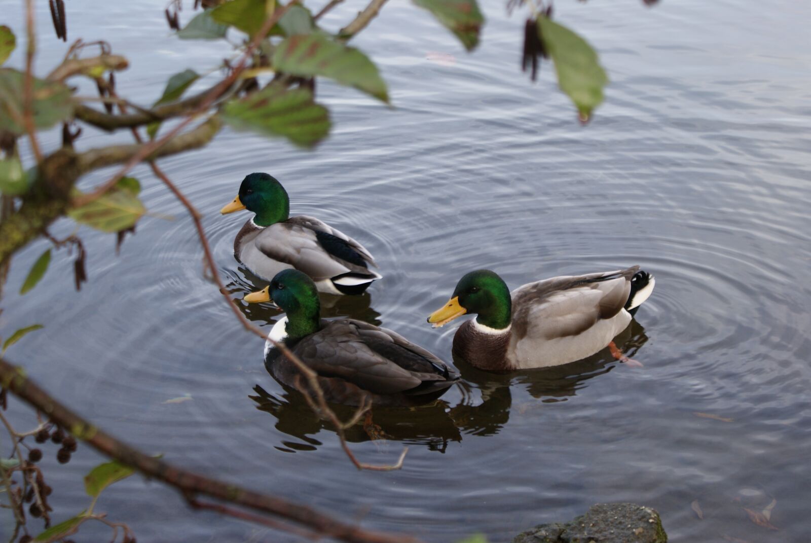 Sony Alpha DSLR-A200 sample photo. Duck, puddle, waters photography