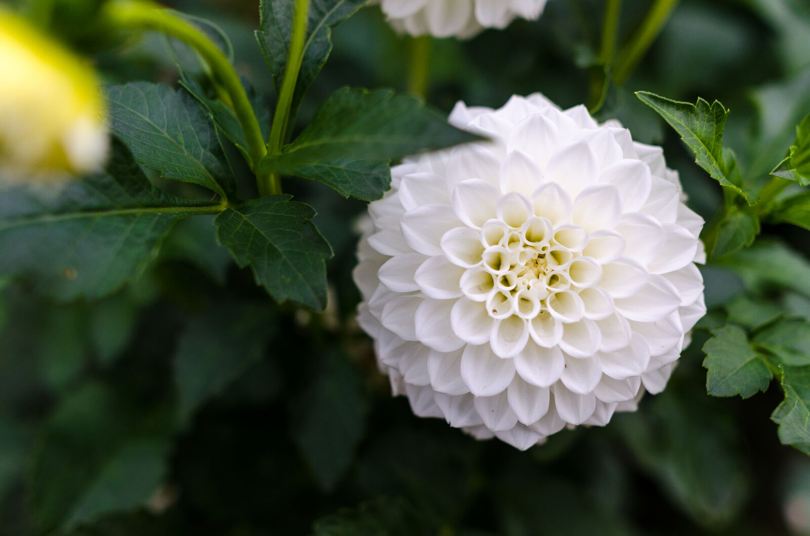 Nikon D5100 sample photo. White, cluster, flower photography
