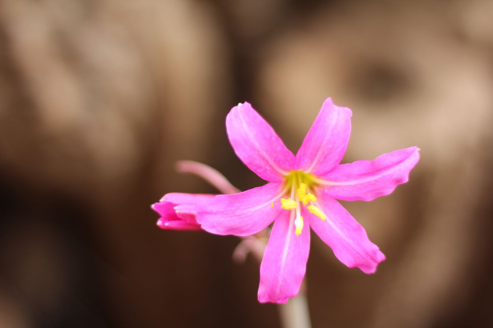 Canon EOS 1200D (EOS Rebel T5 / EOS Kiss X70 / EOS Hi) sample photo. A a uca, suazo-aguirre photography