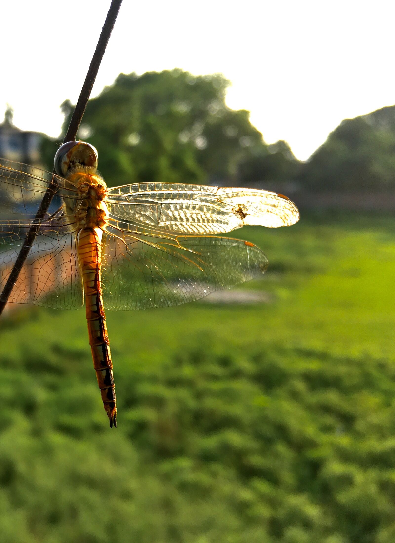 Apple iPhone SE sample photo. Dragonfly, nature, sitting photography