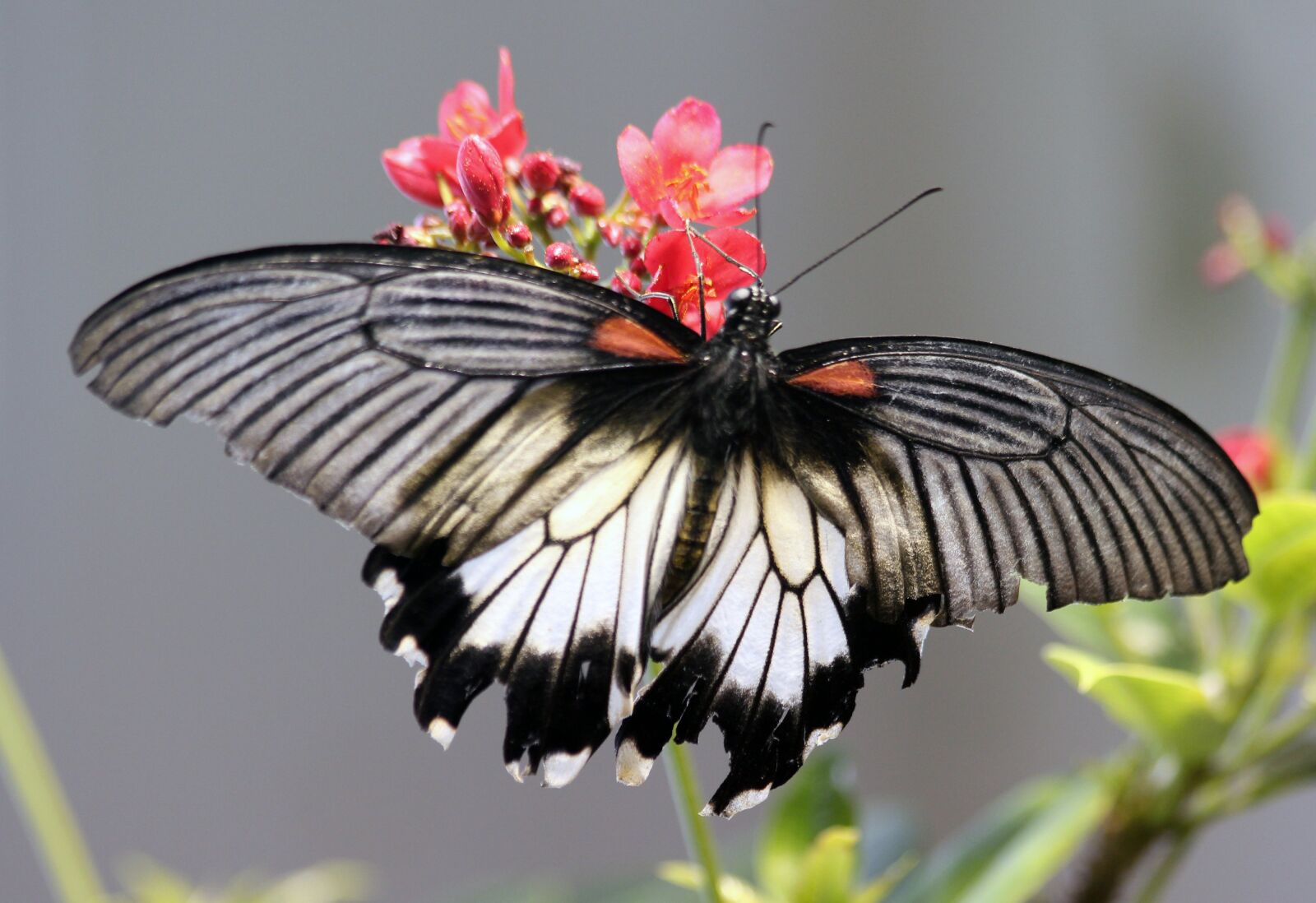 Canon EOS 550D (EOS Rebel T2i / EOS Kiss X4) sample photo. Butterfly, wings, flower photography