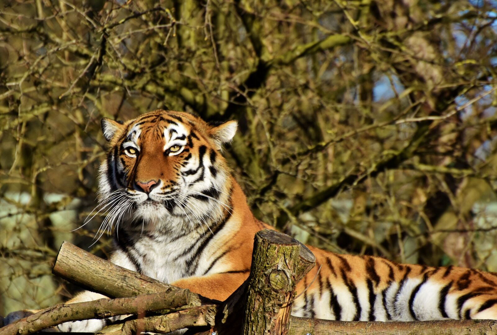 Nikon D7200 sample photo. Tiger, siberian tiger, big photography