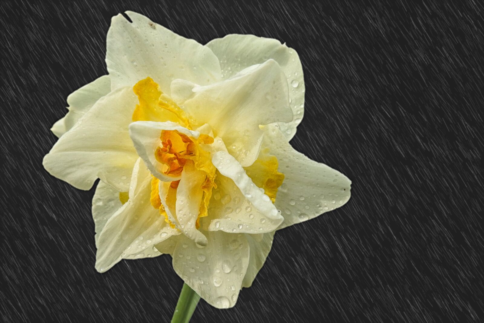 Nikon Coolpix P900 sample photo. Narcissus, raindrop, rain photography