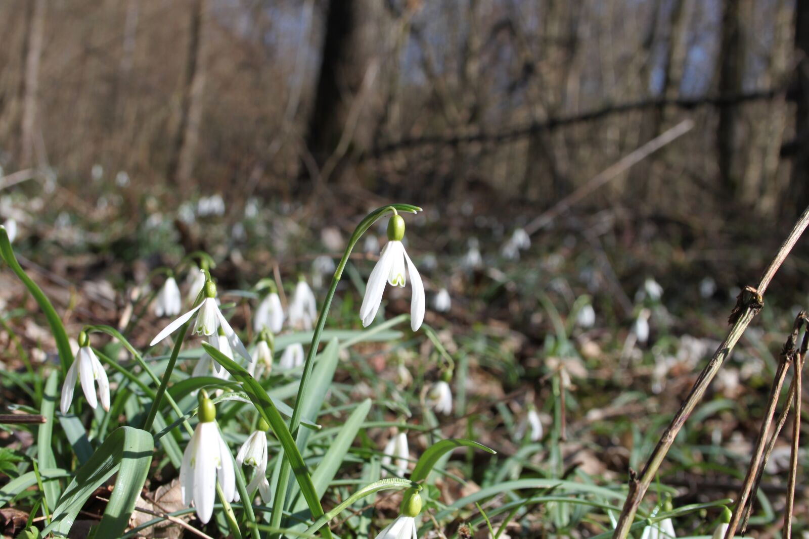 Canon EOS 500D (EOS Rebel T1i / EOS Kiss X3) sample photo. Snowdrops, forest, nature photography
