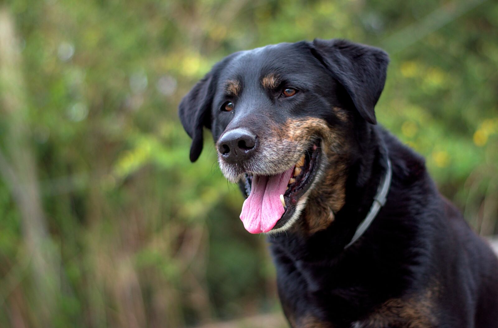 Nikon D5600 sample photo. Dog, portrait, pet photography