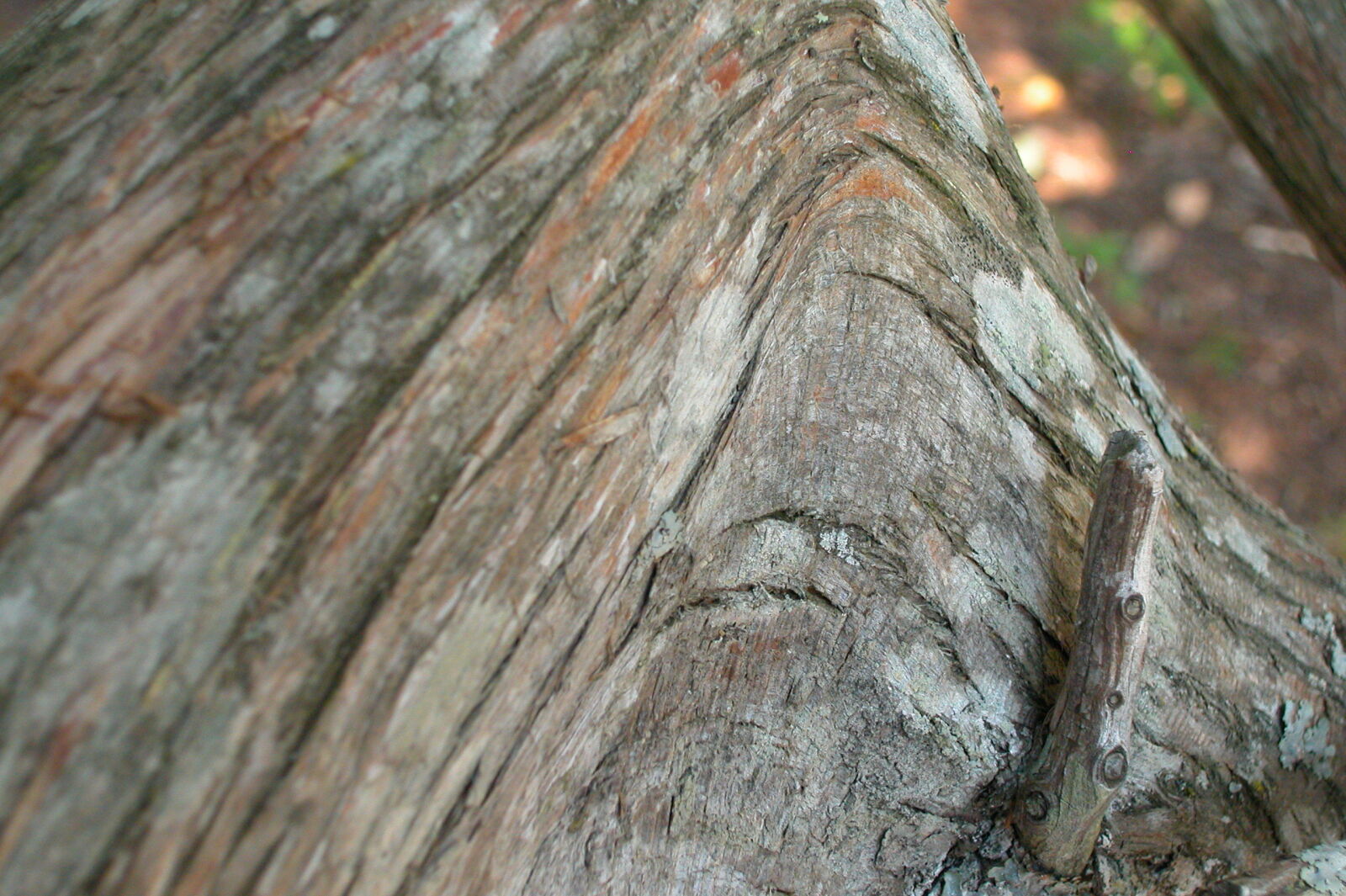 Nikon E5000 sample photo. Cedar, tree, trunk, northern photography