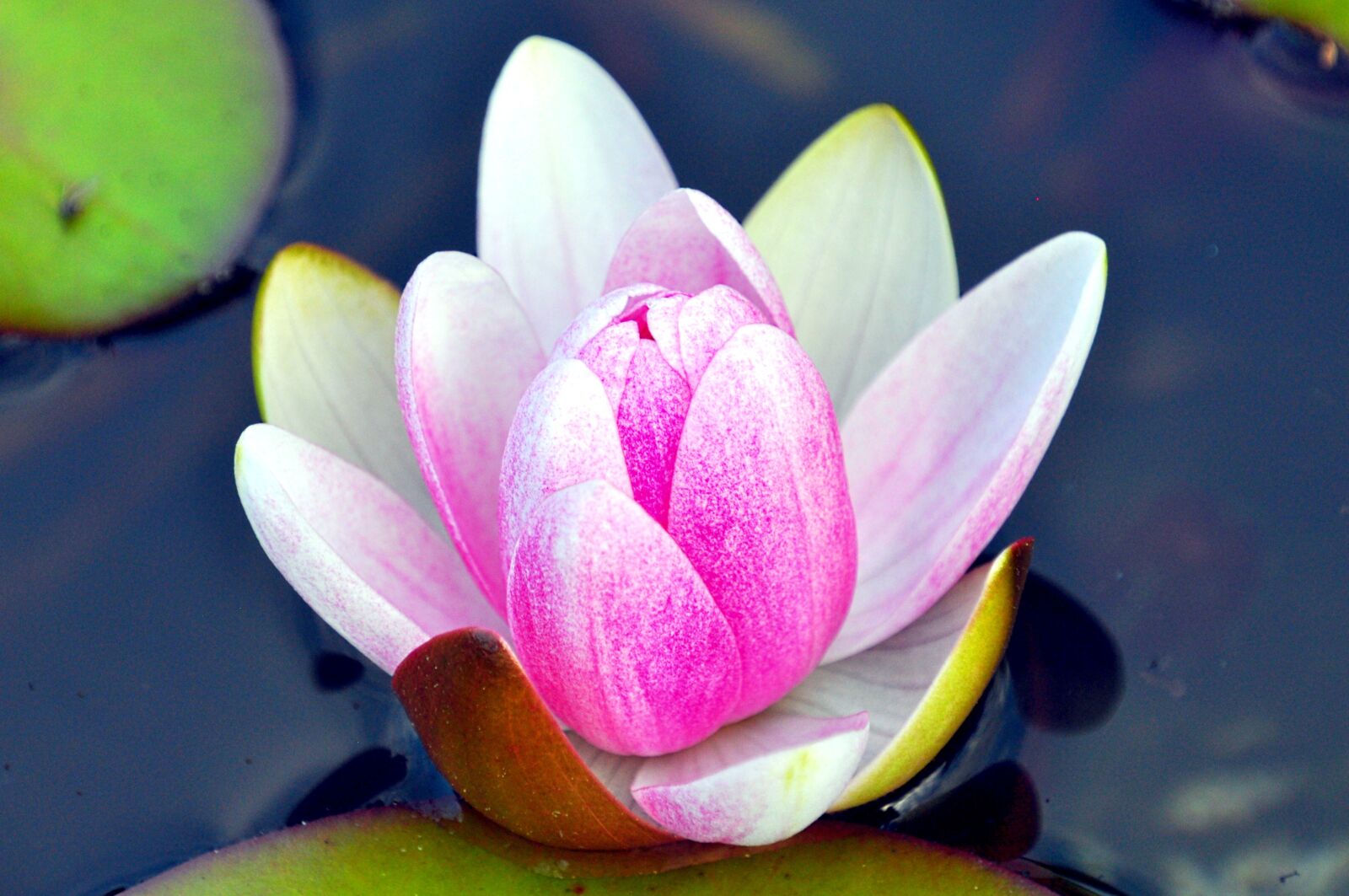 Nikon D5000 sample photo. Flower, water, pond photography