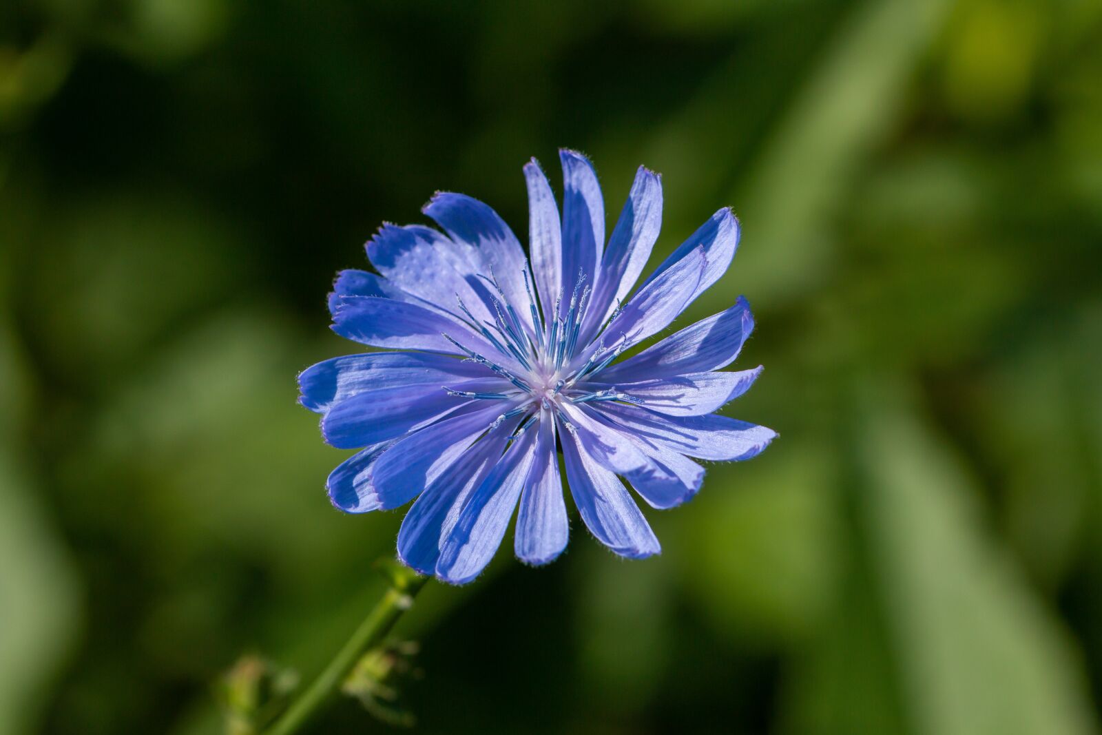 Canon EOS 70D sample photo. Common chicory, chicory, medicinal photography