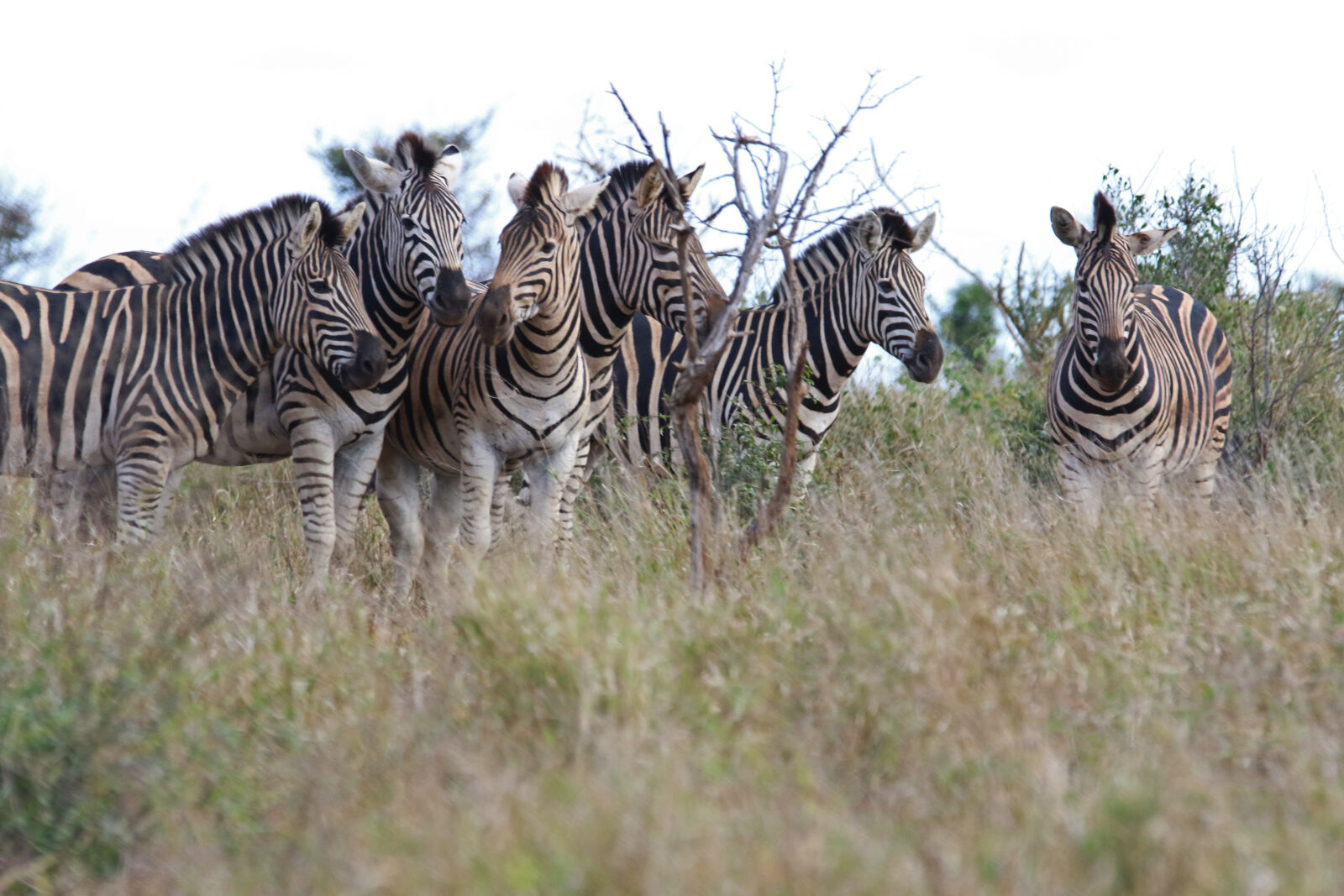 Canon EOS 7D Mark II sample photo. Africa, animal, photography, animals photography
