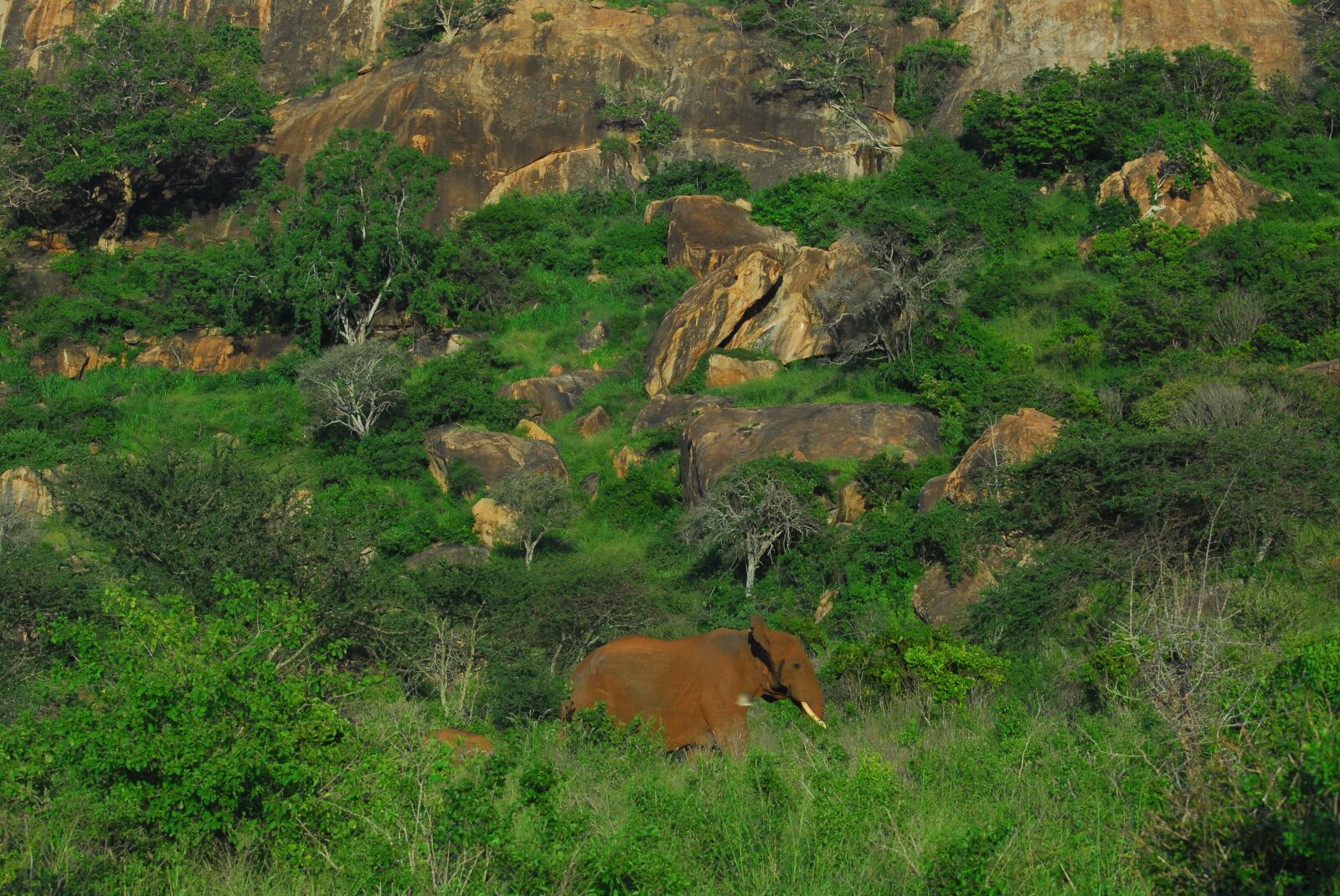 Nikon D200 sample photo. Elephant, tsavo, kenya photography