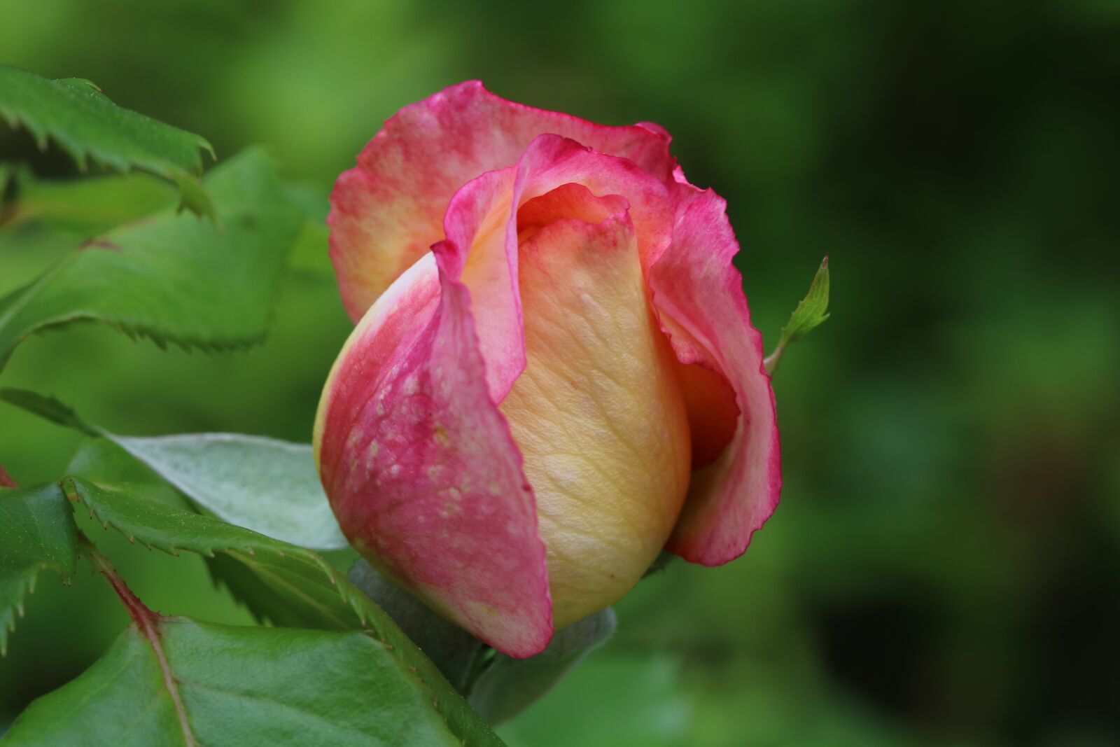Canon EOS 750D (EOS Rebel T6i / EOS Kiss X8i) sample photo. Rose, rose festival, flowers photography