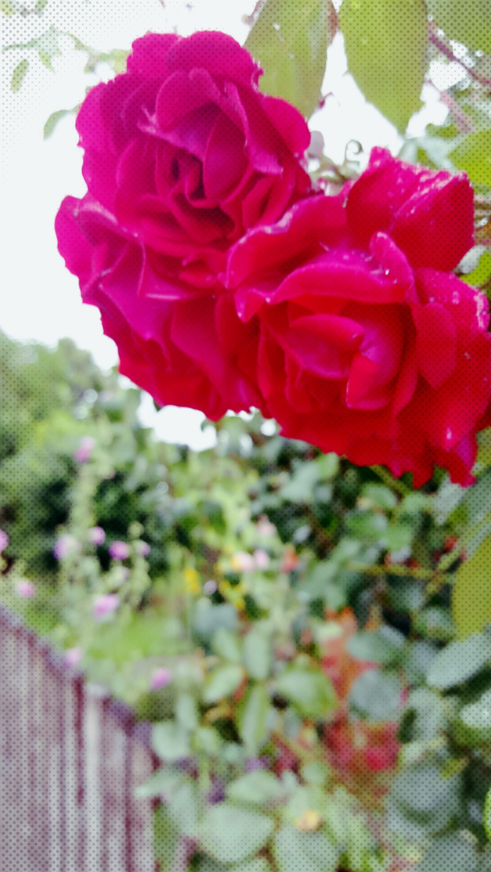 Samsung Galaxy S6 sample photo. Rose, castle, burghausen photography