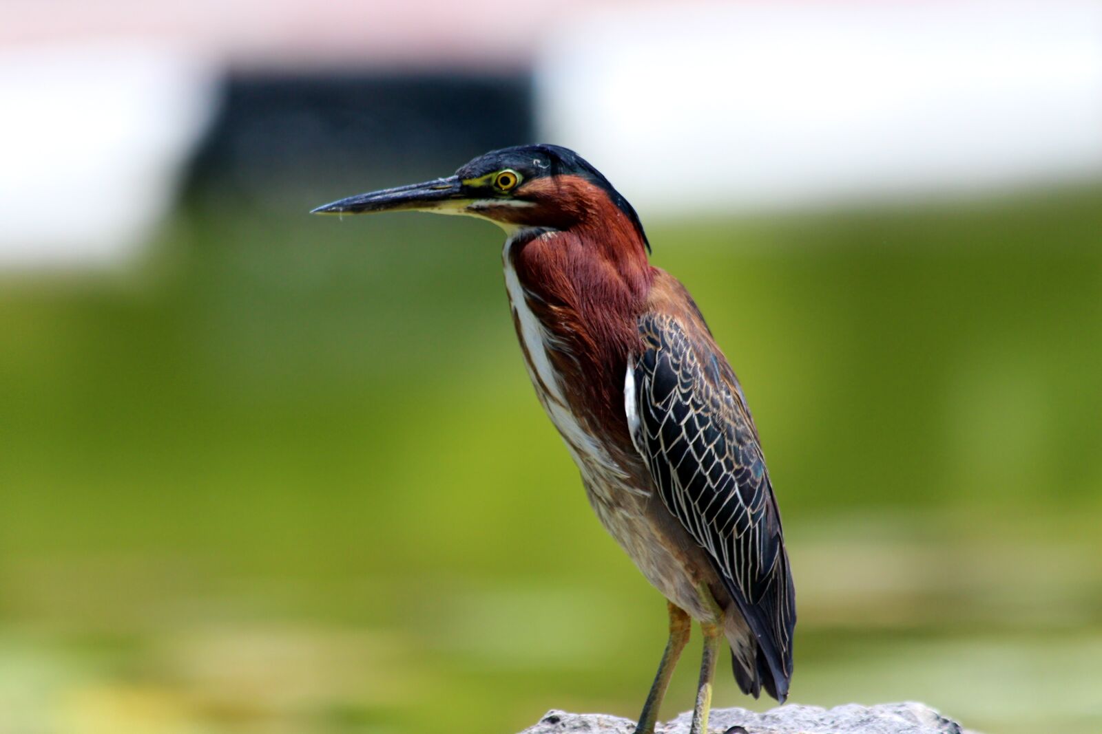 Canon EOS 650D (EOS Rebel T4i / EOS Kiss X6i) sample photo. The heron, butorides virescens photography
