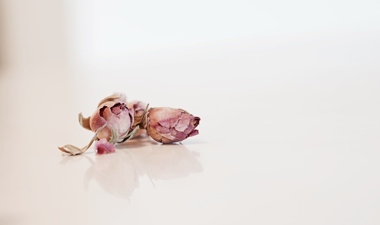 Sony a7 II + Sony Sonnar T* FE 55mm F1.8 ZA sample photo. Rose, pedal, pink photography