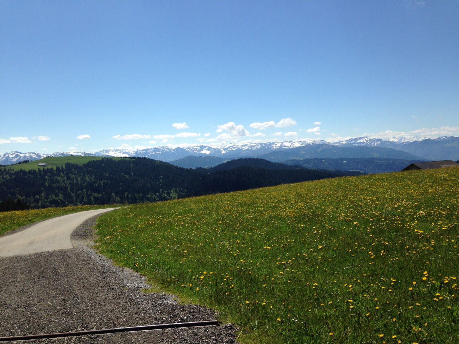 iPhone 5 back camera 4.12mm f/2.4 sample photo. Alpine, flower meadow, spring photography
