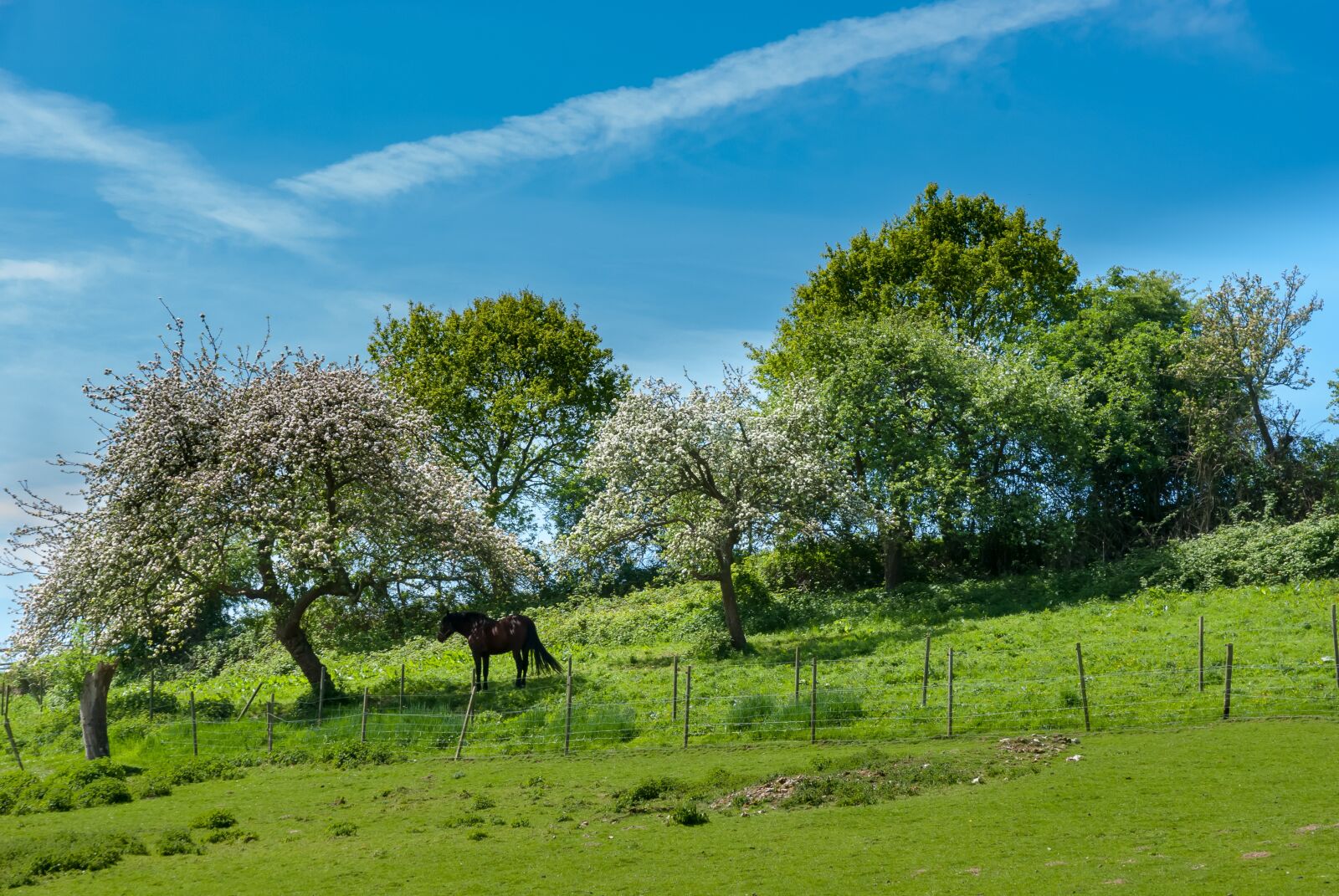 Nikon D80 sample photo. Tree, lawn, nature photography