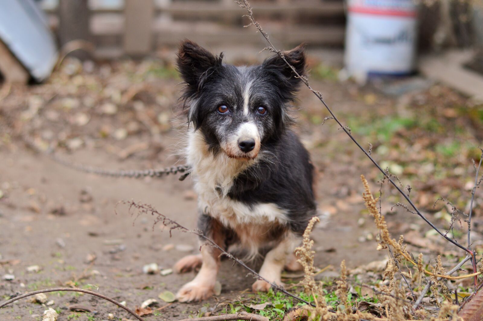 Nikon D3200 sample photo. Dog, old, pet photography